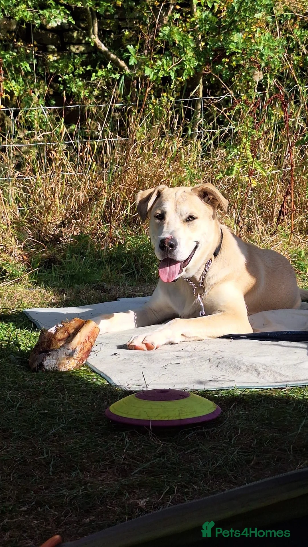 Mixed Breed dogs for adoption: Dougie - Advert 2