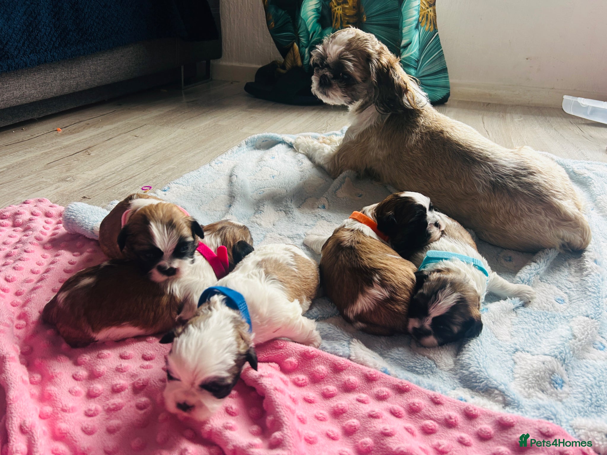 Shih Tzu dogs Shih Tzu  - Advert 9