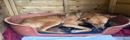 Mixed Breed dogs for sale: 9 amazing puppy’s 😍🩵💜 - Advert 2