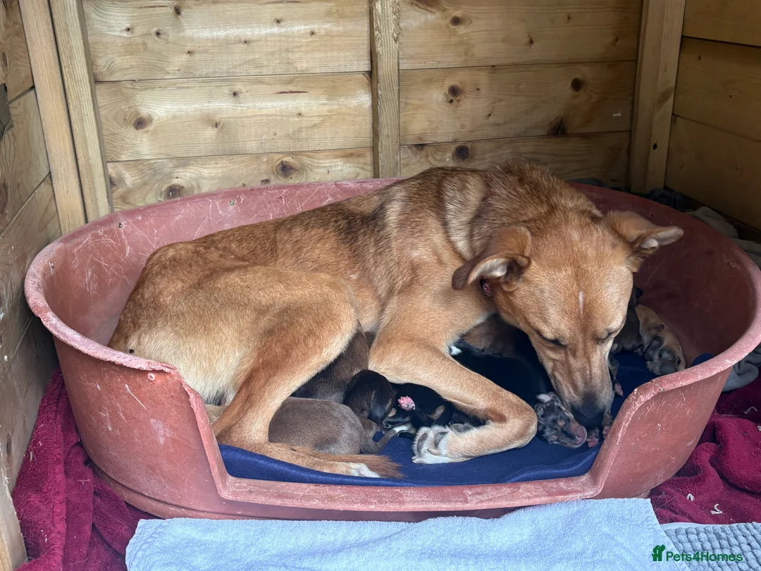Mixed Breed dogs for sale: 9 amazing puppy’s 😍🩵💜 - Advert 2