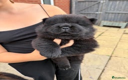 Chow Chow dogs for sale: 🐾Chow Chow Boy Pup – KC Registered Dad Bloodline - Image 2