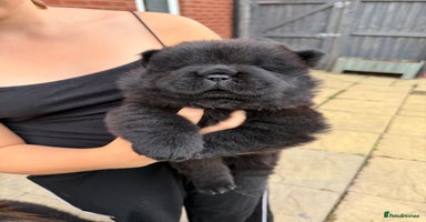 Chow Chow dogs - Advert 14