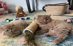 British Longhair cats for sale: Stunning litter of British long hair - Image 7