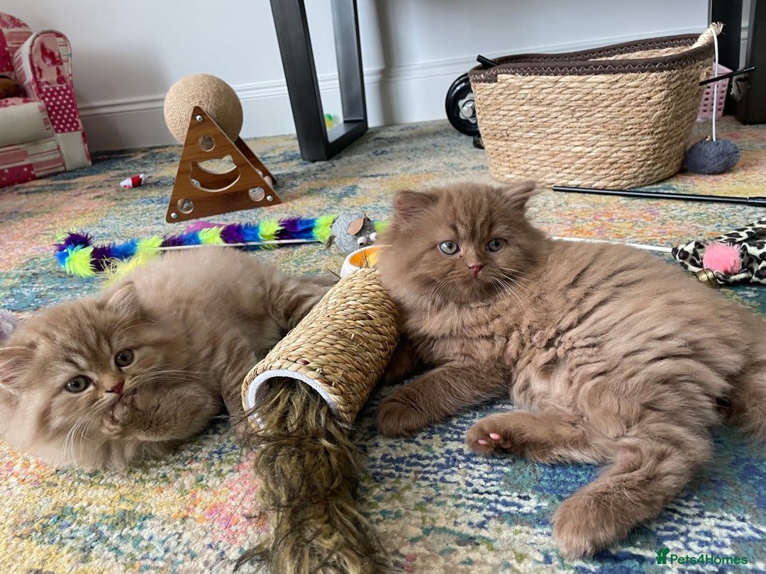 British Longhair cats for sale: Stunning litter of British long hair - Image 7
