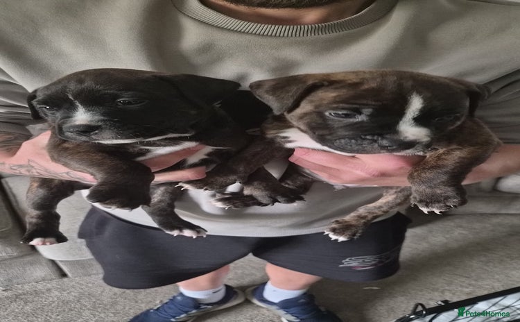Staffordshire Bull Terrier dogs - Advert 5