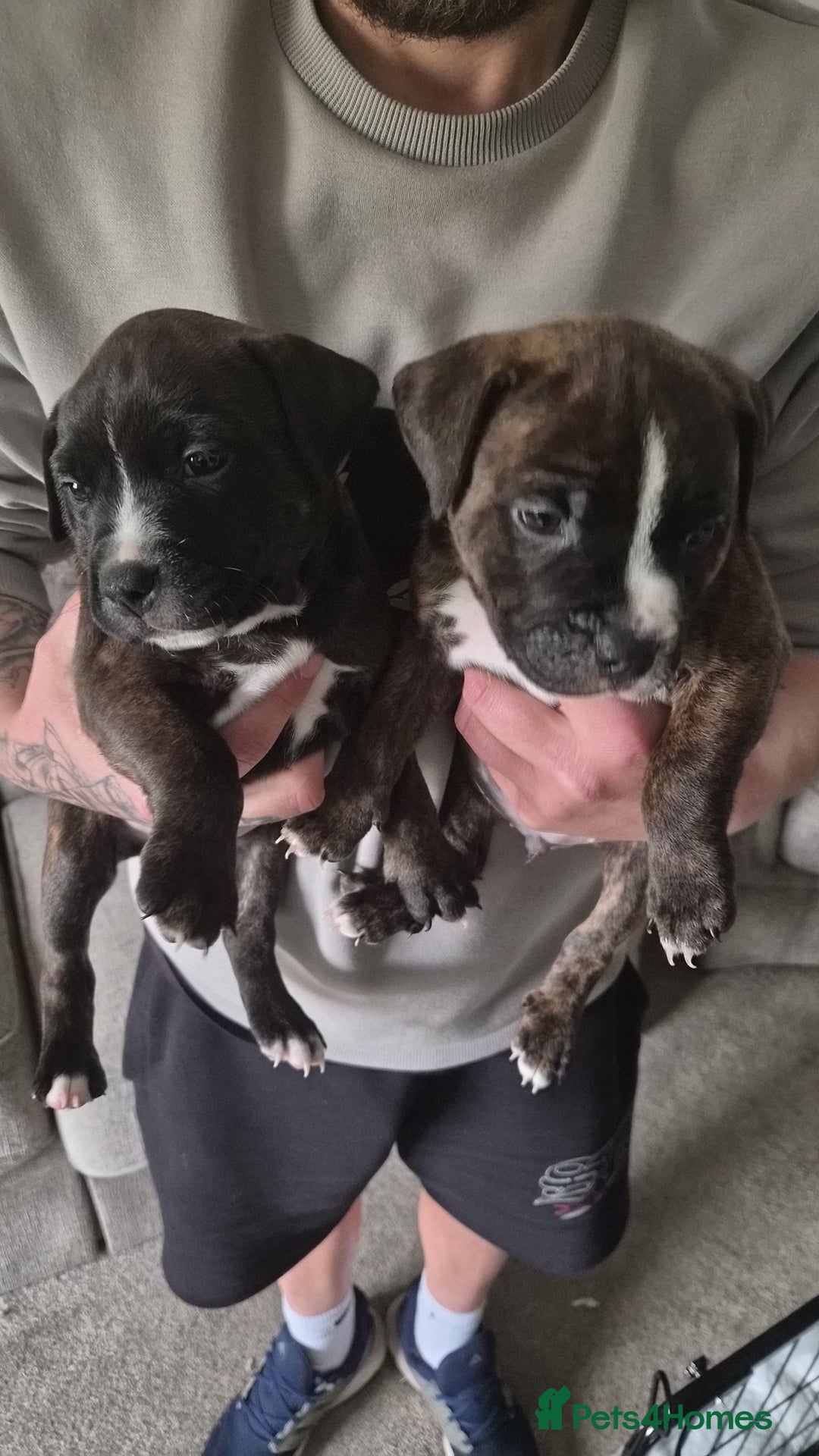 Staffordshire Bull Terrier dogs for sale: 2 Brindle boy pups - Image 1
