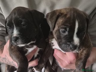 Staffordshire Bull Terrier dogs - Advert 1