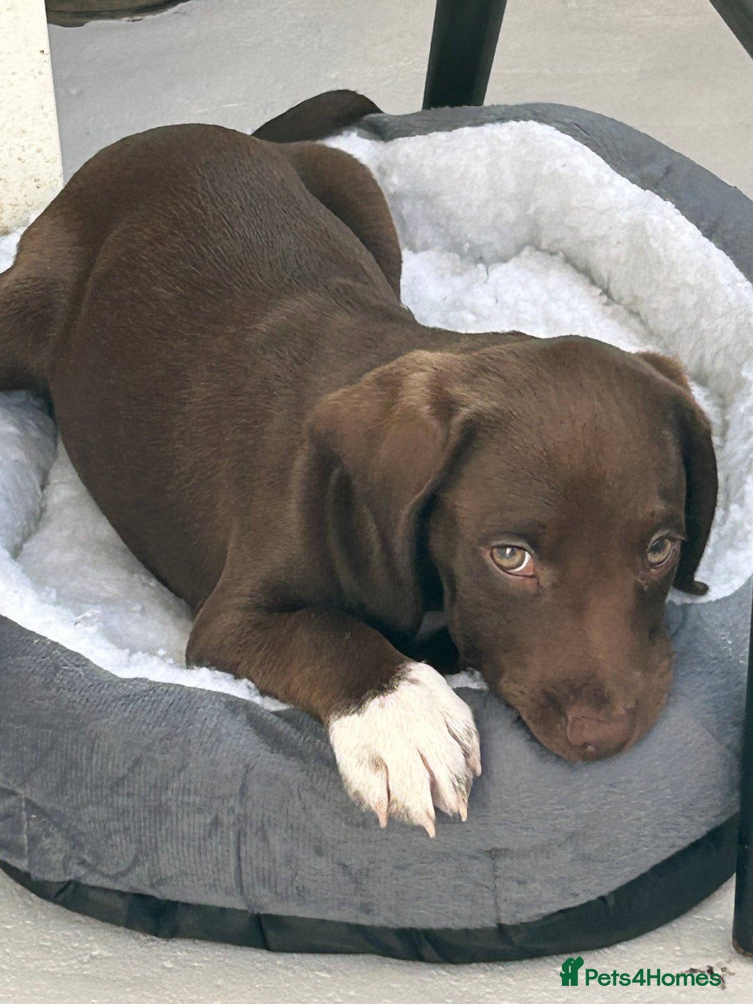 Bocker dogs for sale: 🐶 Cocker Spaniel x Beagle (Bocker) Puppy 🐶 - Image 9