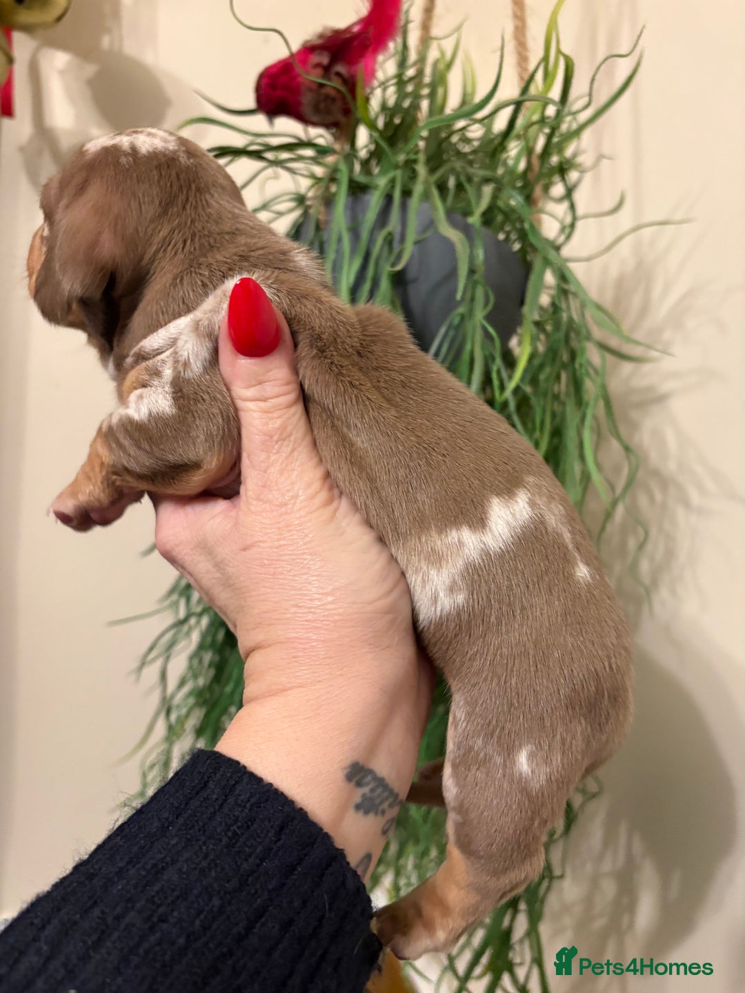 Dachshund dogs for sale: Stunning pedigree mini dapple dachshund boy  - Advert 3