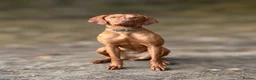 Hungarian Vizsla dogs for sale: KC Registered Hungarian Vizsla Puppies - Advert 3
