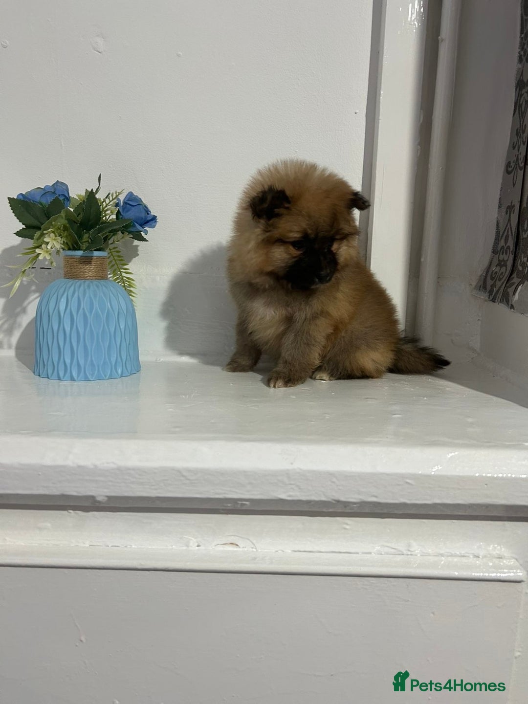 Pomeranian dogs for sale: BEAUTIFUL POMERANIAN GIRL  - Advert 7