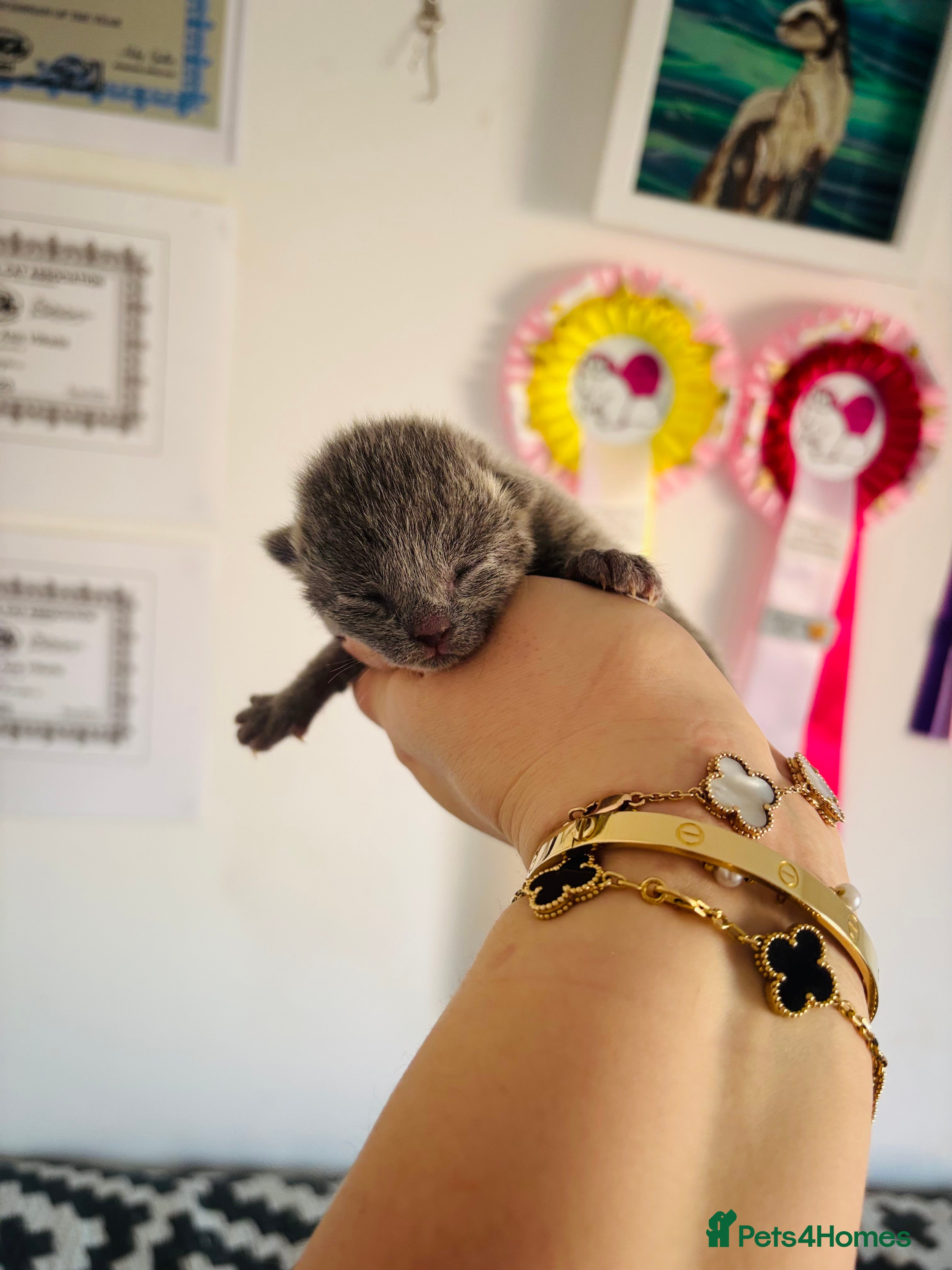 Russian Blue cats Pedigree TICA registered Russian blue kittens - Advert 10