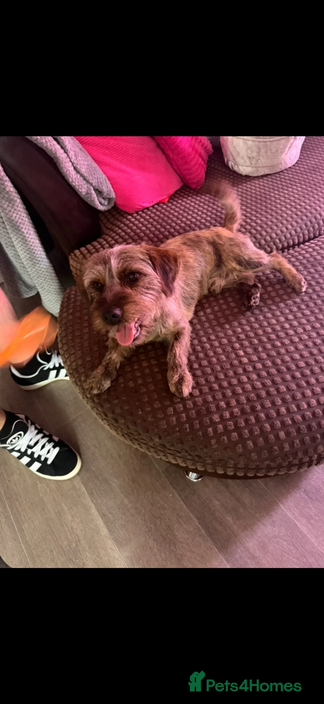 Mixed Breed dogs for sale: Loving, 1 year old Energetic Boy - Advert 4
