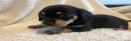 Chihuahua dogs for sale: Chihuahua X Miniature Dashund - Advert 26