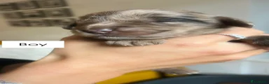 Cockapoo 2