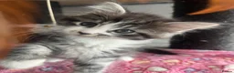 Maine Coon cats for sale: READY NOW! Maine Coon kittens  - Advert 8