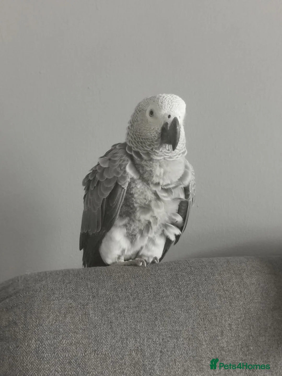Parrots birds for sale: African grey parrot - Advert 2