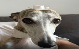 Whippet dogs for sale: 6x full breed pure whippet pedigree female pups - Image 6
