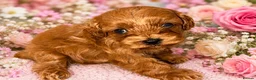 Cavapoo dogs for sale: F1 Fox Red Cavapoos in Hampton - Advert 10