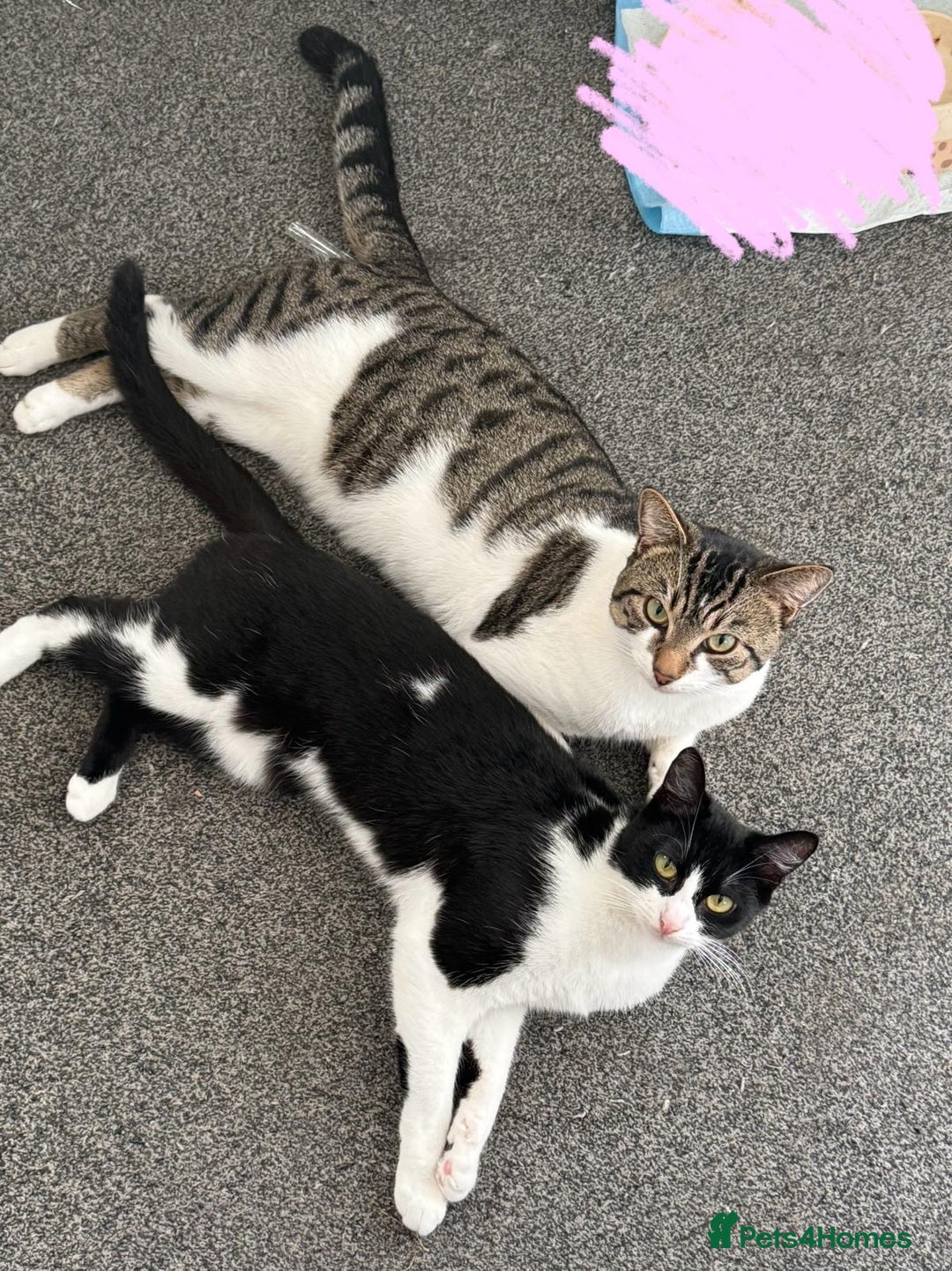 Mixed Breed cats for sale: Mushu and po - Free  - Advert 2