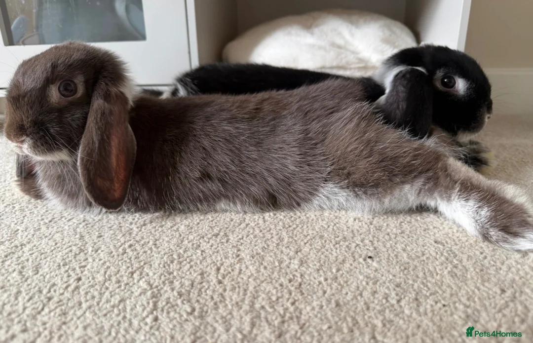 Mini Lop rabbits for sale: 2 mini lop sisters in Telford - Advert 5