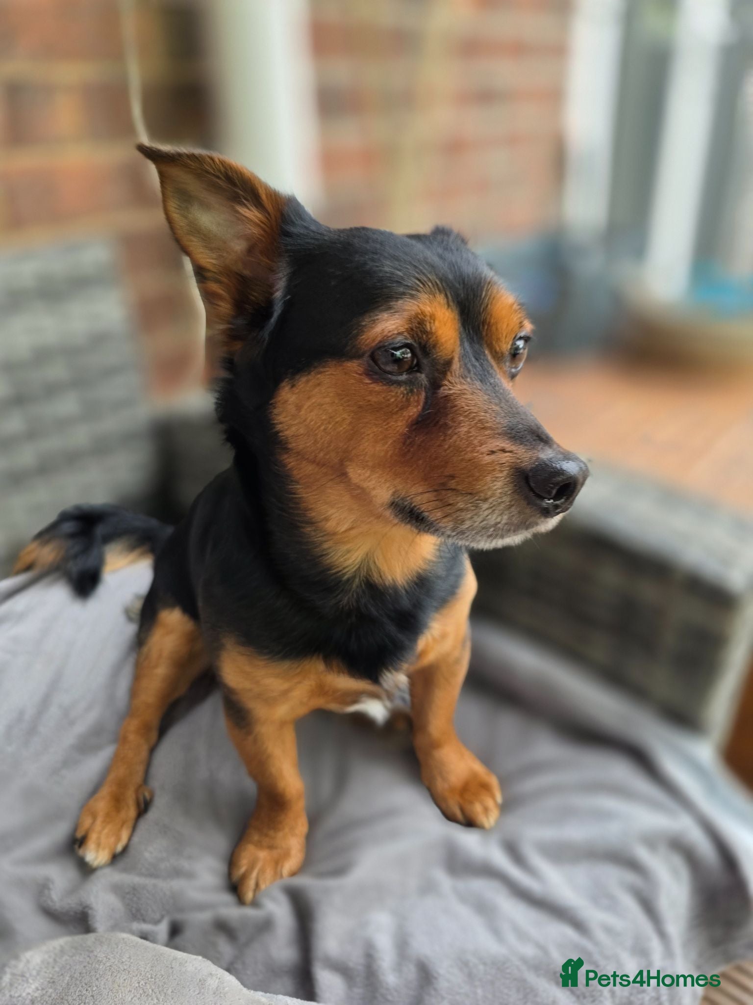 Chiweenie dogs Lovely 3 year old Diego for Rehoming 🐾💙 - Advert 2