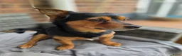 Chiweenie dogs for sale: Lovely 3 year old Diego for Rehoming 🐾💙 - Advert 1