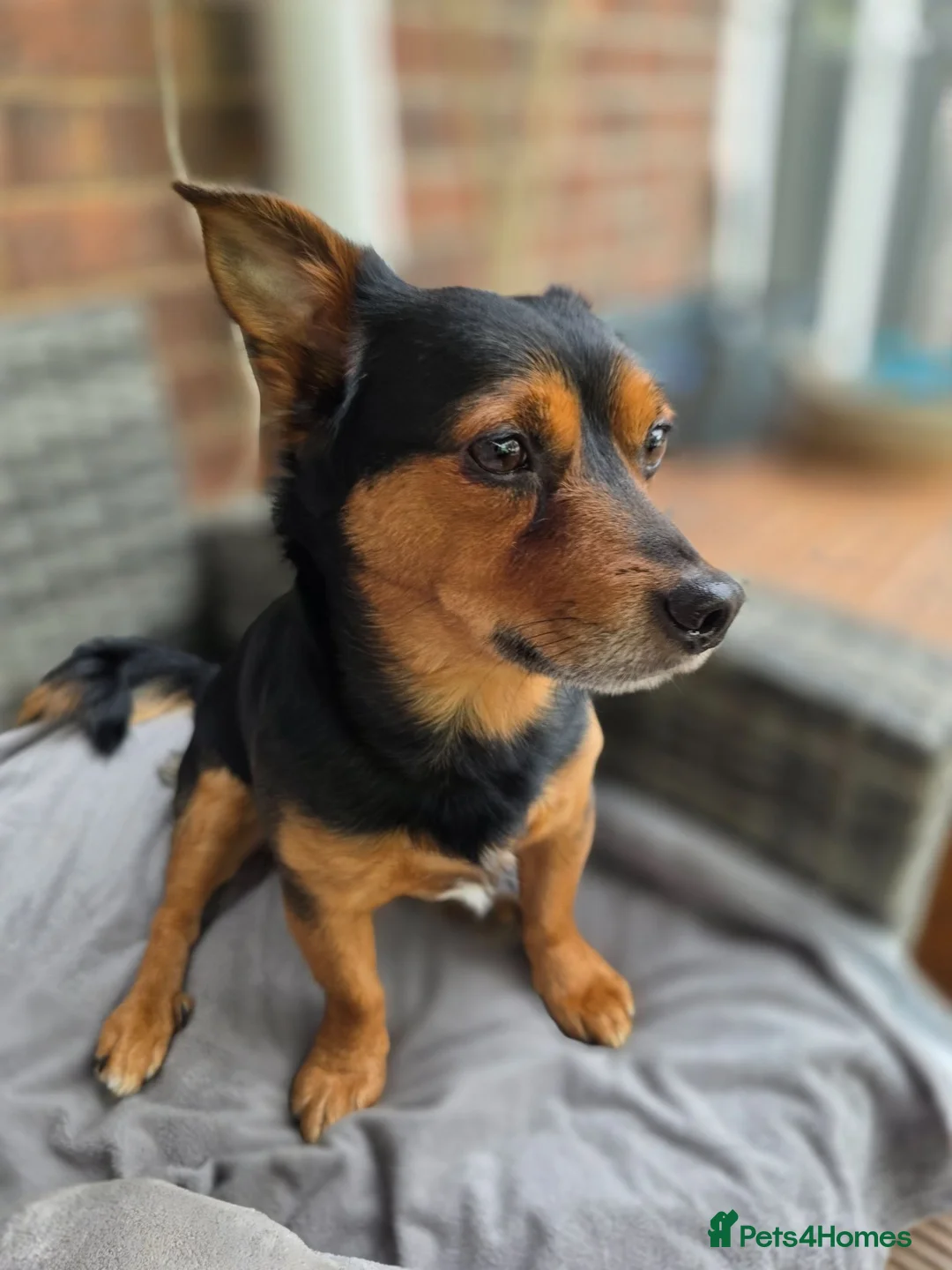 Chiweenie dogs for sale: Lovely 3 year old Diego for Rehoming 🐾💙 - Advert 1