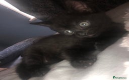 Mixed Breed cats for sale: 2 stunning kittens x - Image 1