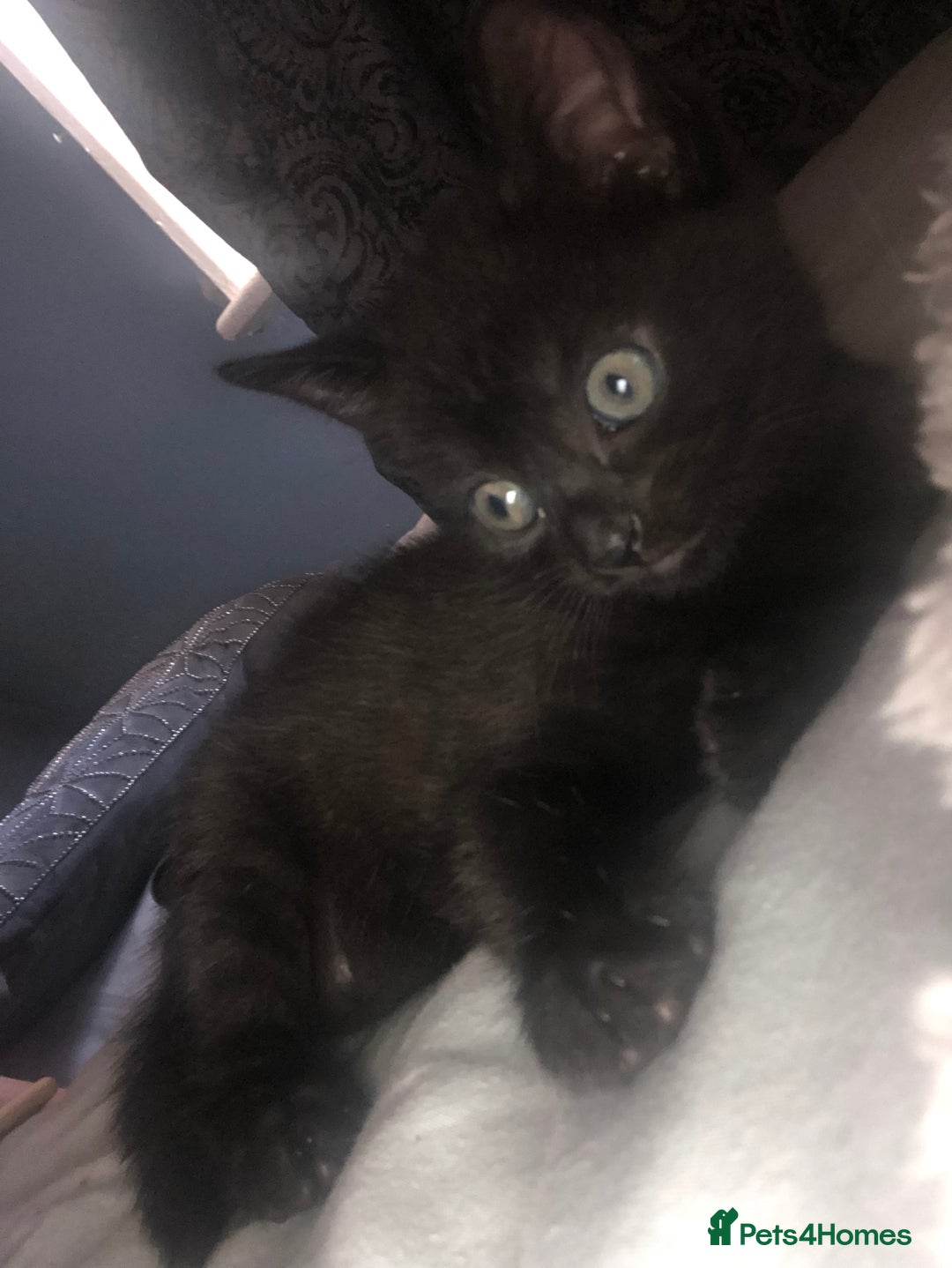 Mixed Breed cats for sale: 2 stunning kittens x - Image 1
