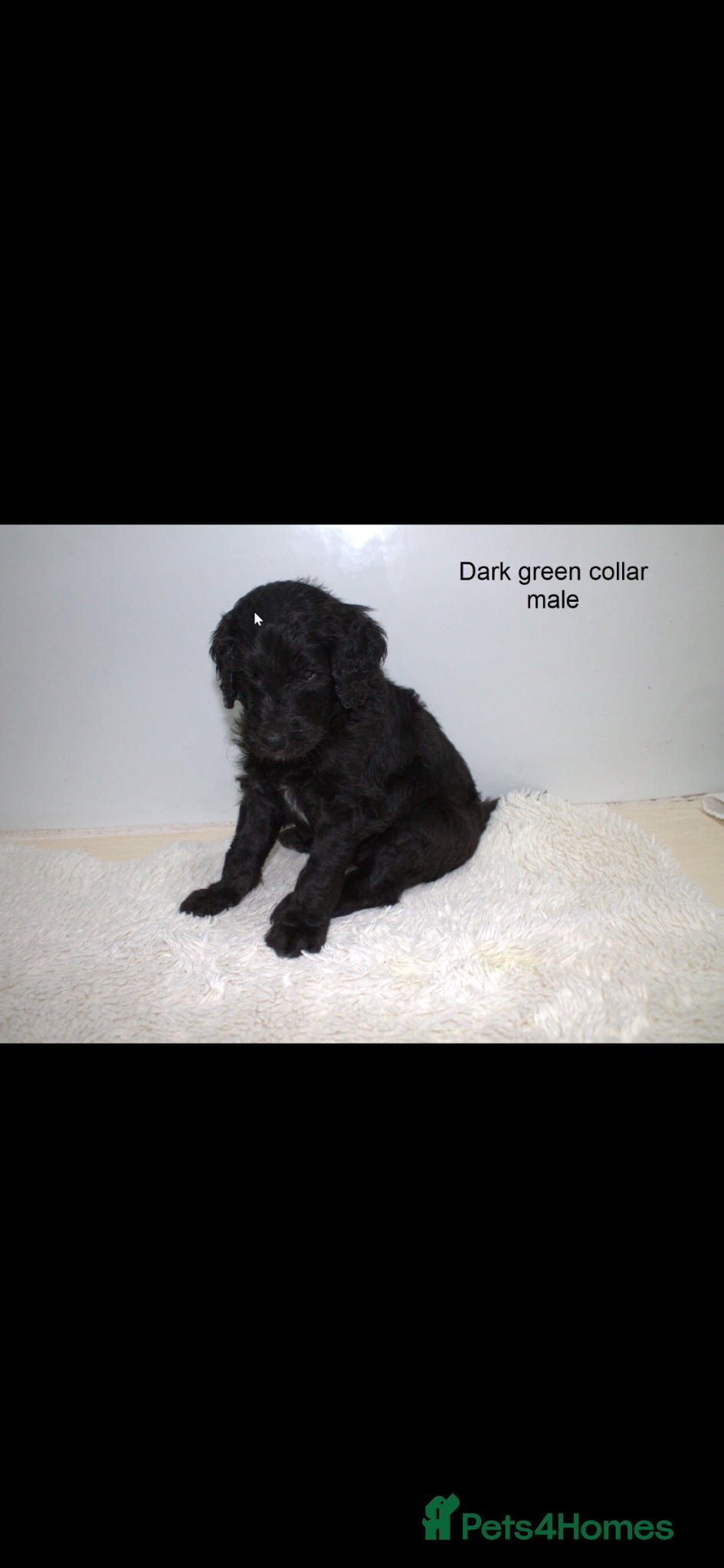 Goldendoodle dogs F1B Goldendoodle pupies - Advert 2