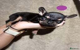 French Bulldog dogs for sale: Beautiful French bulldog puppies  - Image 19