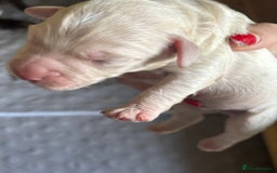 Cockapoo dogs for sale: Beautiful F1 Cockapoo  - Image 11