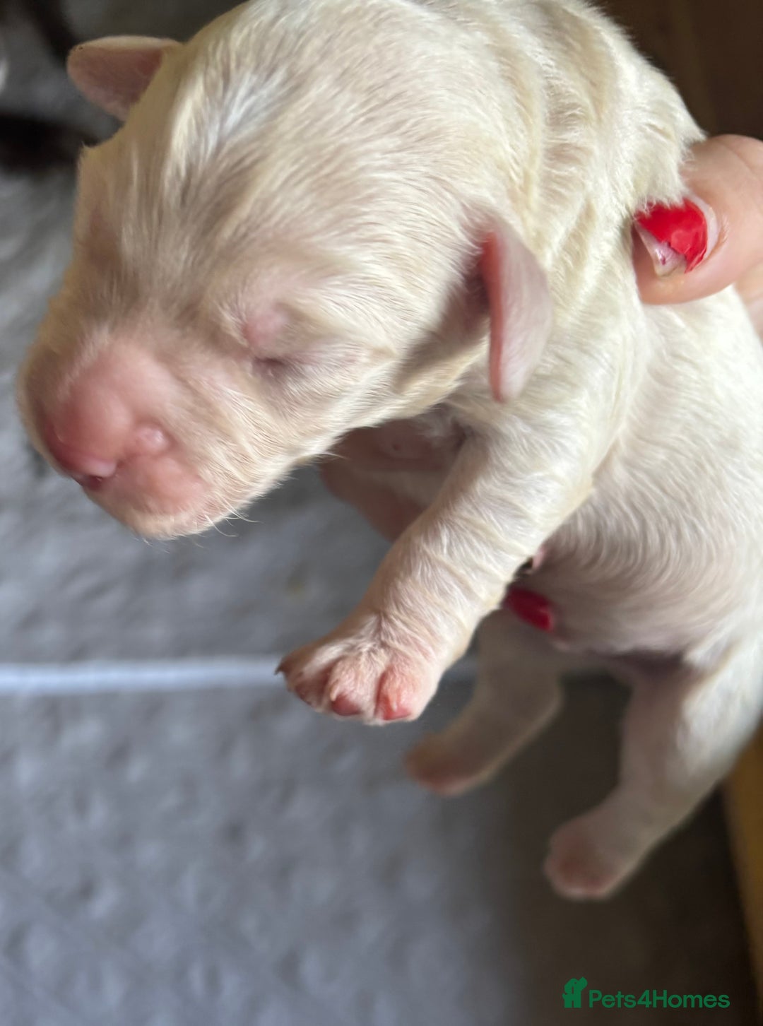 Cockapoo dogs for sale: Beautiful F1 Cockapoo  - Image 11