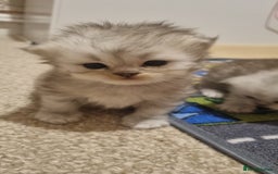 Persian cats for sale: Beautiful Persian kittens - Image 3