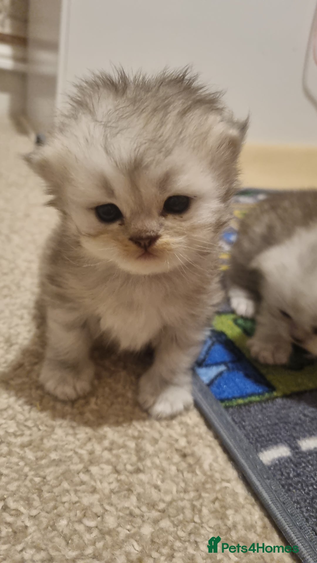 Persian cats for sale: Beautiful Persian kittens - Image 3
