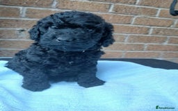 Cockapoo dogs for sale: READY NOW 5* F2B Merle Cockapoos - Image 6