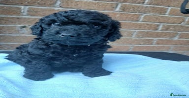 Cockapoo dogs - Advert 5