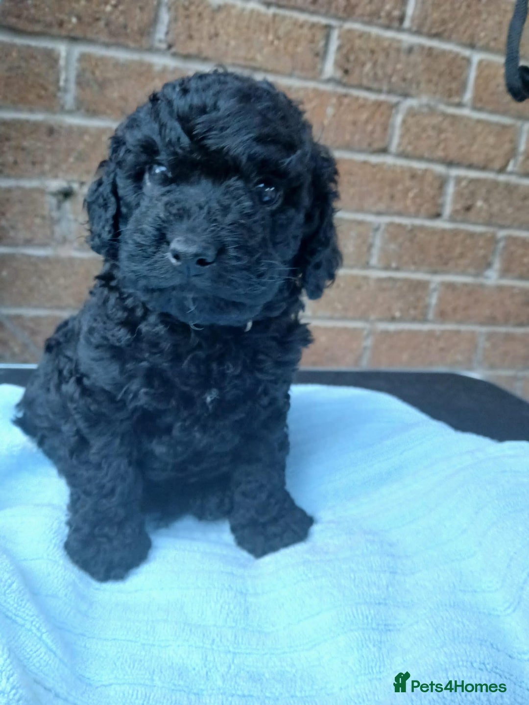 Cockapoo dogs for sale: READY NOW 5* F2B Merle Cockapoos - Image 6