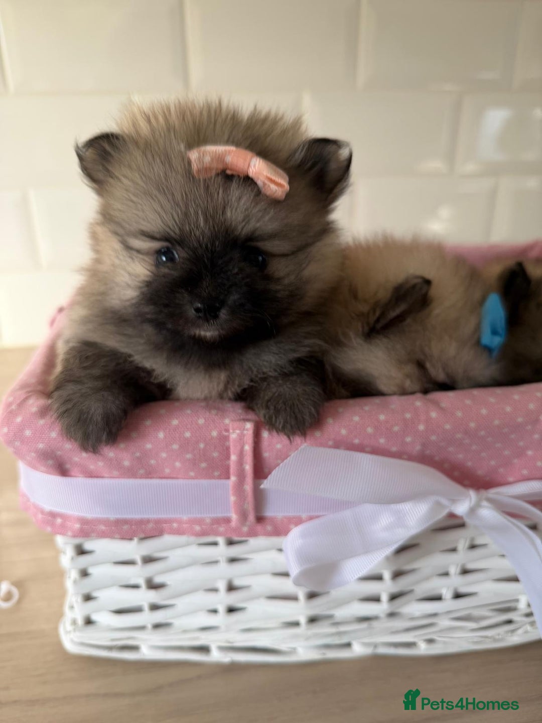 Pomeranian dogs for sale: 4 beautiful Pomeranians available for reservation - Advert 3