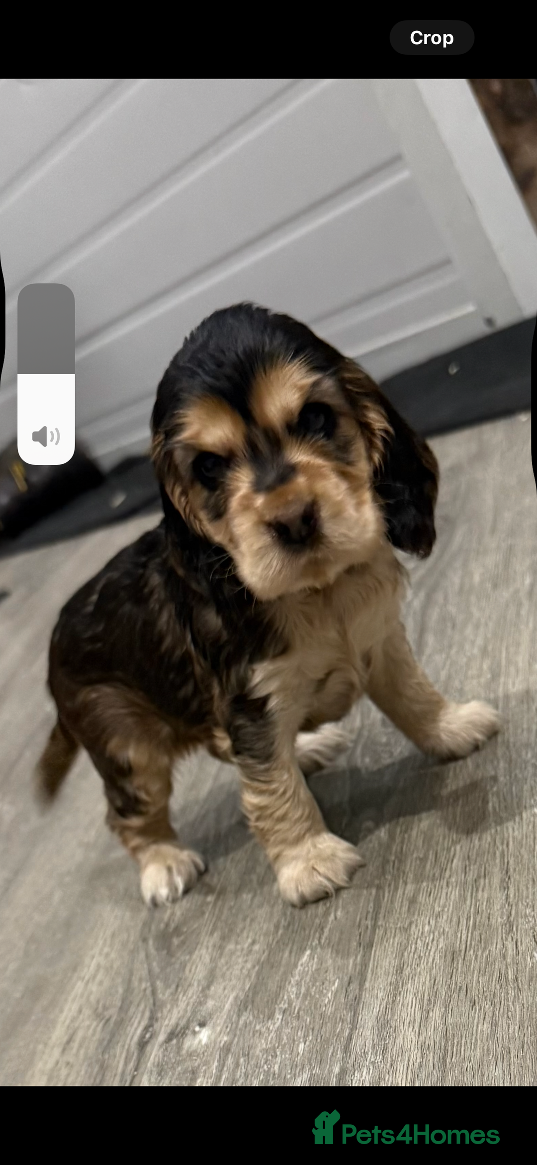 Cocker Spaniel dogs for sale: 🐶 Beautiful Show-Type Cocker Spaniel Puppies 🐶 - Advert 3