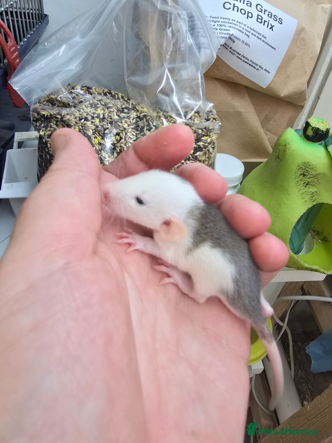 Rat rodents for sale: Babies rats, rex, dumbos and fancy - Image 21