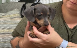 Dachshund dogs for sale: Dachshund puppies  in Driffield - Image 15