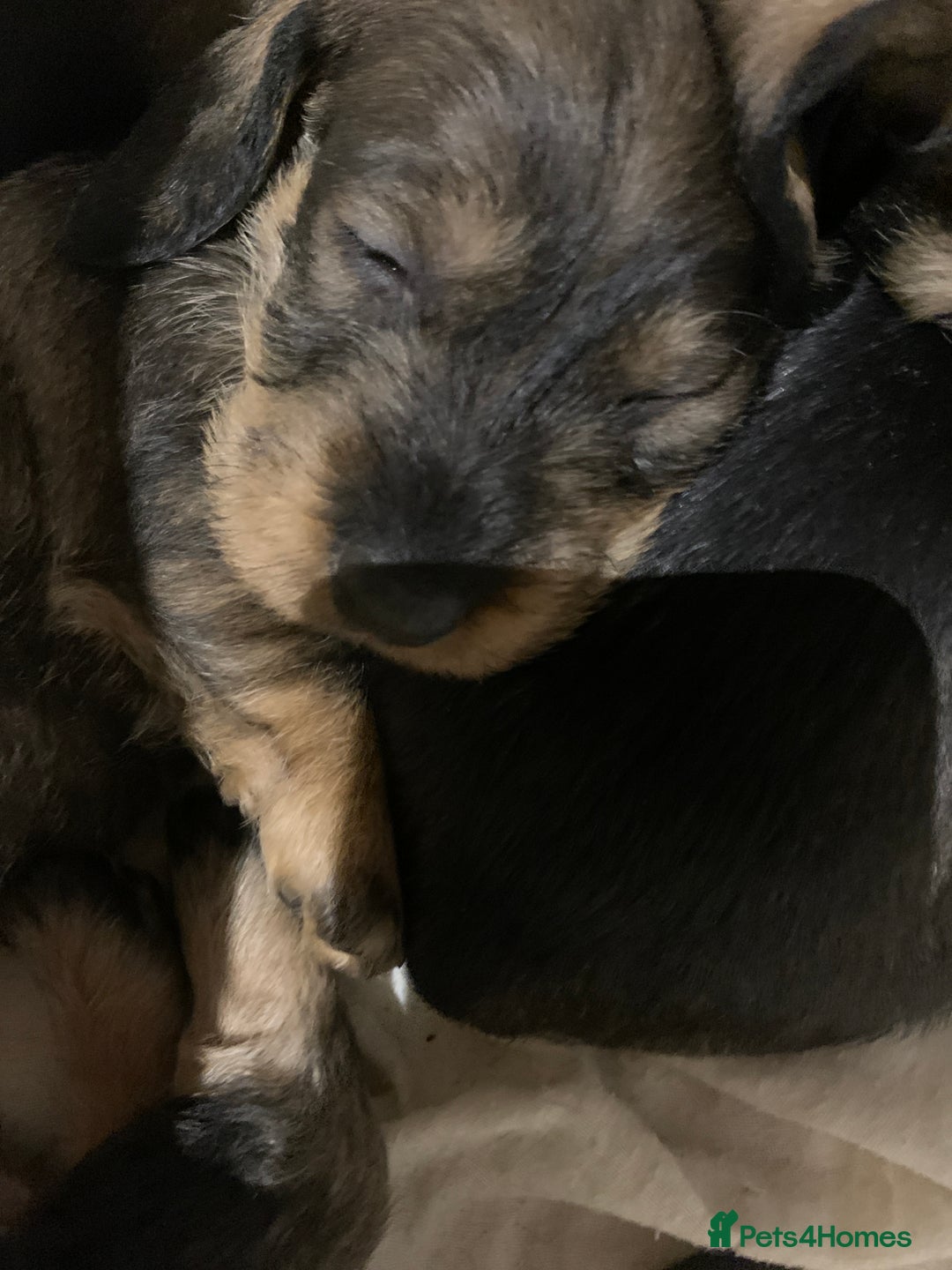 Dachshund dogs for sale: Standard wirehaired dachshund  - Advert 7