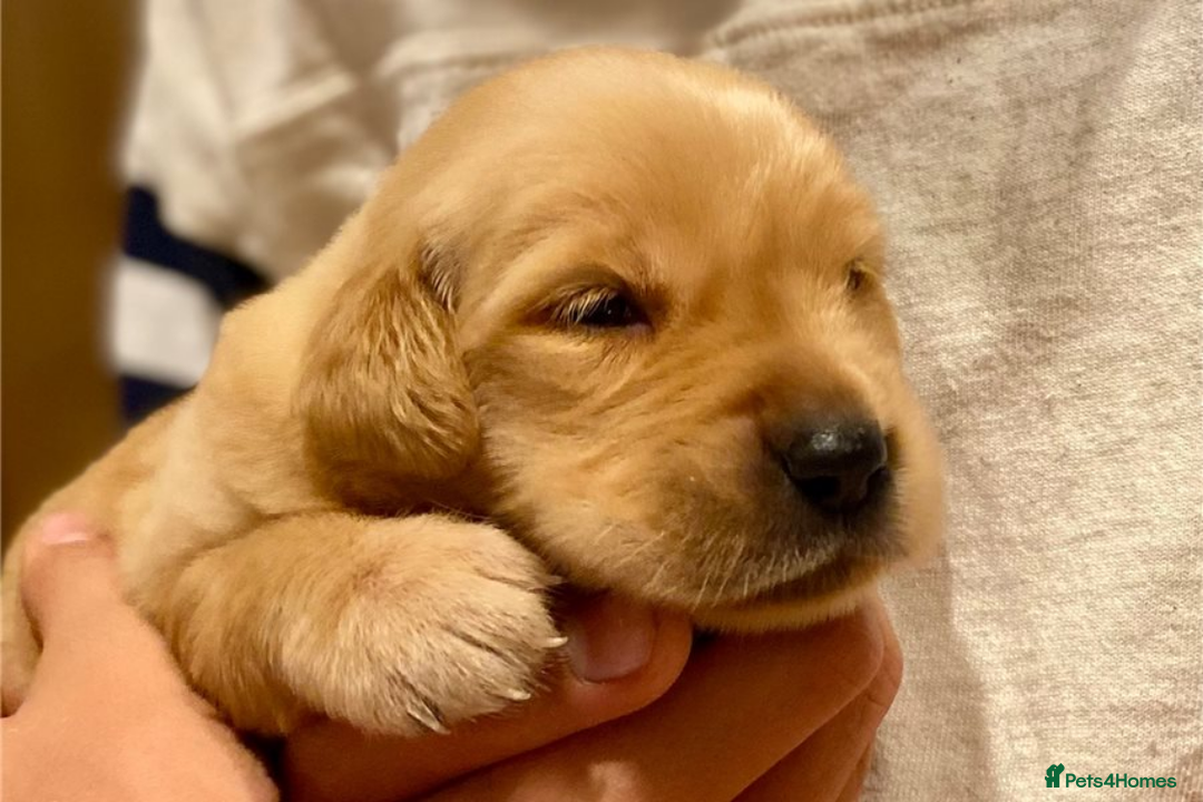 Golden Retriever dogs for sale: Beautiful Golden Retriever Puppies – Family Raised - Image 20