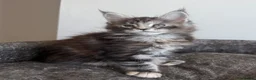 Maine Coon cats for sale: Champion line kittens 🥰 - Advert 5
