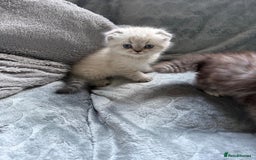 British Shorthair cats for sale: Scottish fold / British short hair  - Image 8