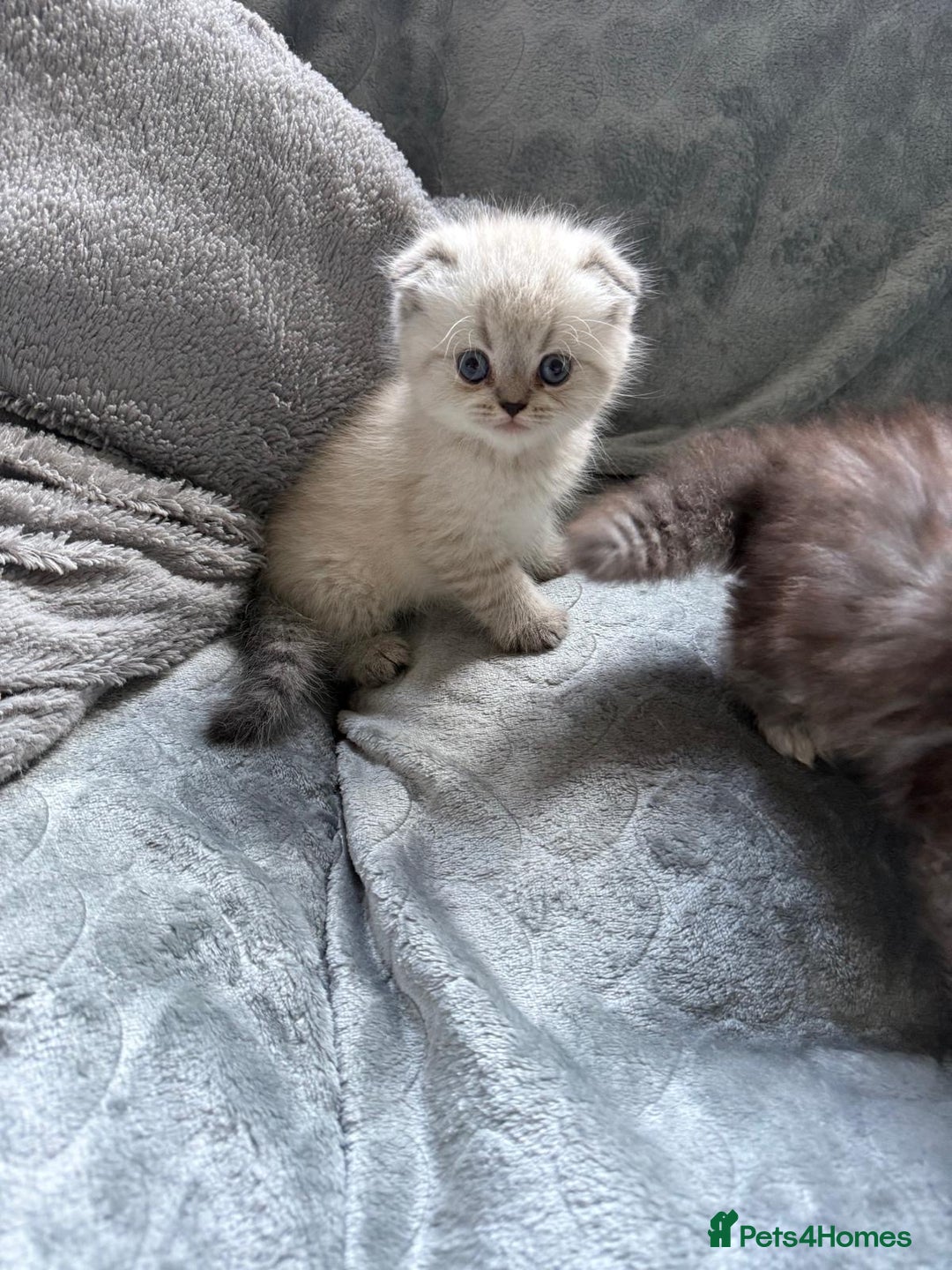 British Shorthair cats for sale: Scottish fold / British short hair  - Image 8