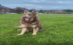 German Shepherd dogs for stud: Sabre, big strong straight backed DMclear male GSD in Stoke-on-Trent - Image 11