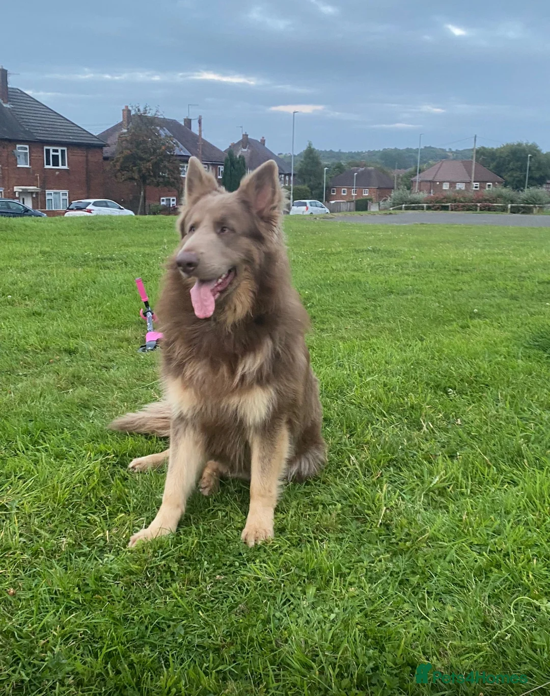 German Shepherd dogs for stud: Sabre, big strong straight backed DMclear male GSD in Stoke-on-Trent - Advert 11